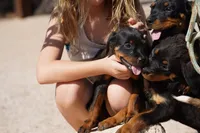 Rott (Chanel F), a female Rottweiler for sale in Maricopa, AZ – 2 of 10