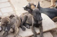 Dutch F Pink, a female Dutch Shepherd for sale in Maricopa, AZ – 5 of 10