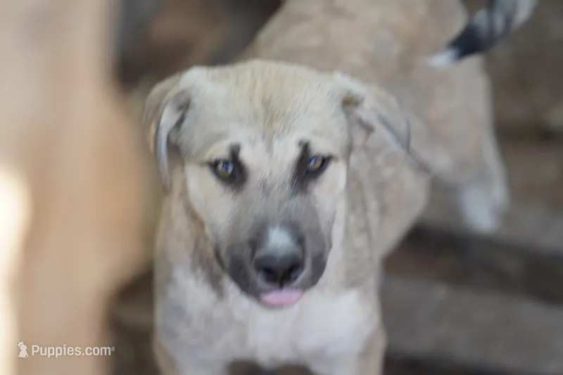 Bansky Blonde 3 – Siberian Husky, American Mastiff puppy for sale in Maricopa, AZ