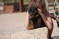 Meleys, a female Rottweiler for sale in Maricopa, AZ – 6 of 6