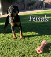 Akira Blk F, a female Doberman Pinscher for sale in Maricopa, AZ – 6 of 10