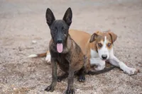 Dutch (Stella), a female Dutch Shepherd for sale in Maricopa, AZ – 2 of 10