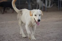 Toes M Lorek, a male Akita and McNab Shepherd for sale in Maricopa, AZ – 8 of 10
