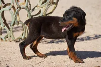 Rott (Chanel F), a female Rottweiler for sale in Maricopa, AZ – 7 of 10