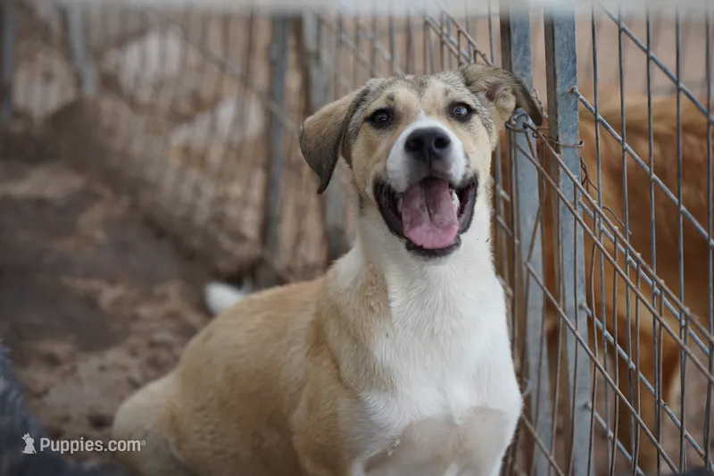 Bansky (B2) – Siberian Husky, American Mastiff puppy for sale in Maricopa, AZ