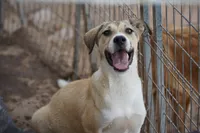 Bansky (B2), a female Siberian Husky and American Mastiff for sale in Maricopa, AZ – 1 of 10