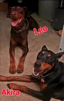 Akira Red F, a female Doberman Pinscher for sale in Maricopa, AZ – 2 of 5