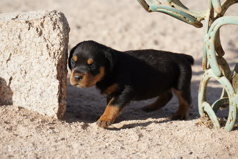 Rott M1 – Rottweiler puppy for sale in Maricopa, AZ