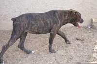 Bandog (BlkBrnF), a female American Mastiff for sale in Maricopa, AZ – 8 of 10