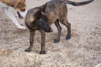 Dutch (Stella), a female Dutch Shepherd for sale in Maricopa, AZ – 7 of 10