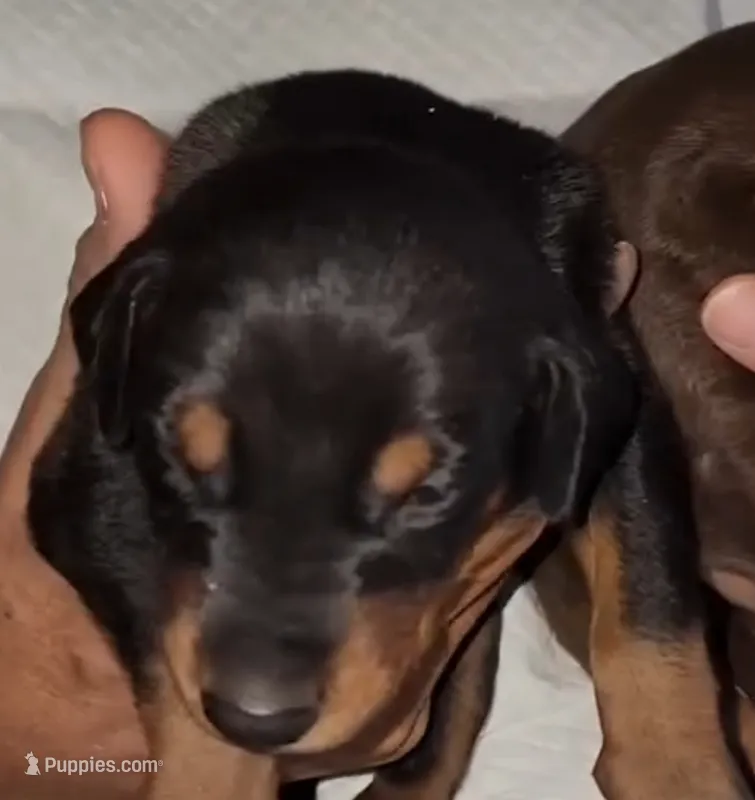 Akira Blk M – Doberman Pinscher puppy for sale in Maricopa, AZ
