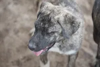 Bansky (SliverBrindle), a male Siberian Husky and American Mastiff for sale in Maricopa, AZ – 8 of 10