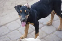 Doberdane Blk/Rst F, a female Doberman Pinscher and Great Dane for sale in Maricopa, AZ – 6 of 10