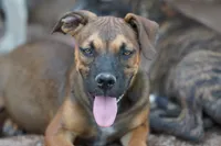 Bandogge (Aubrey), a female American Mastiff for sale in Maricopa, AZ – 8 of 10