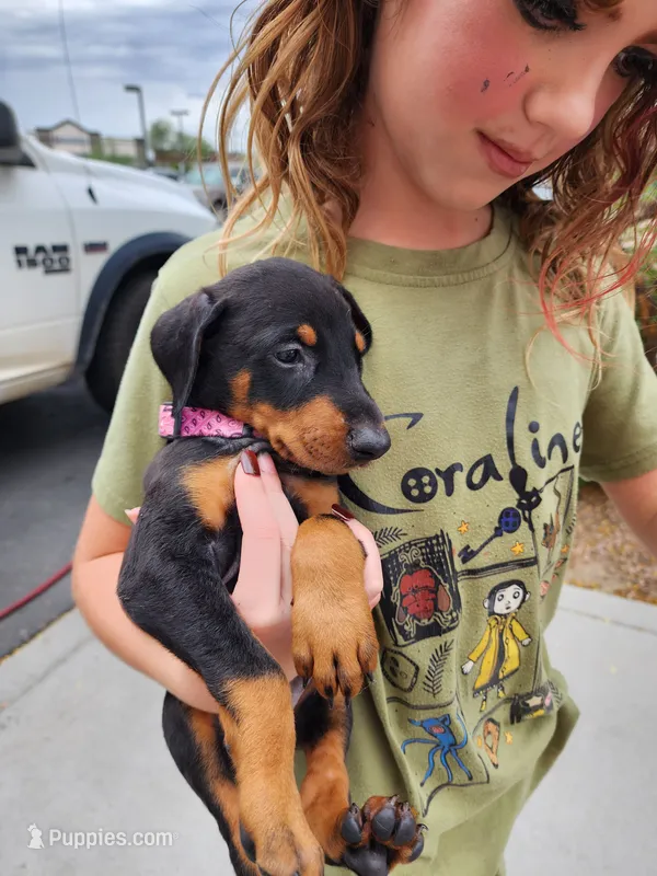 Black F – Doberman Pinscher puppy for sale in Maricopa, AZ