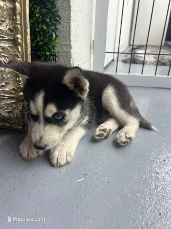 Lil Jon – Siberian Husky puppy for sale in Maricopa, AZ