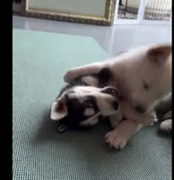 Lil Jon, a male Siberian Husky for sale in Maricopa, AZ – Photo 3 of 3