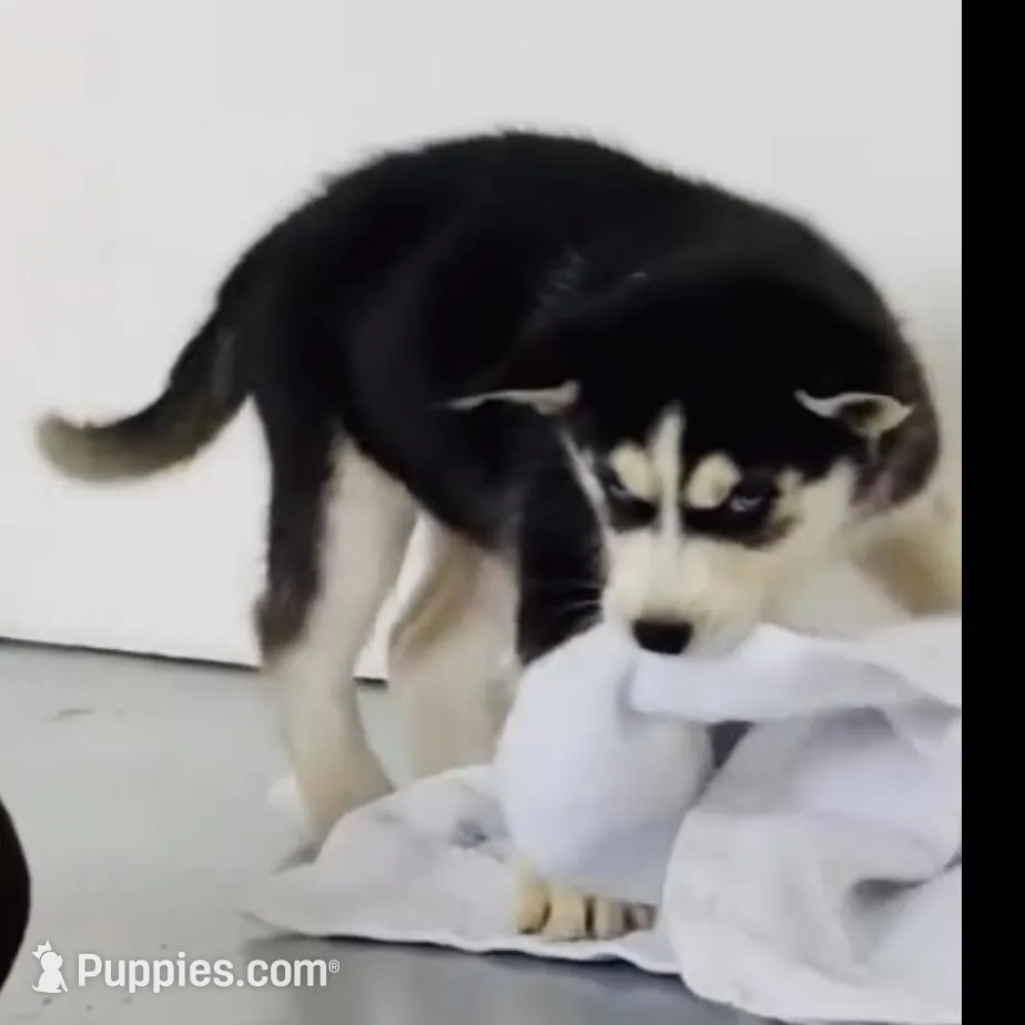 Lil Jon, a male Siberian Husky for sale in Maricopa, AZ – Photo 2 of 3