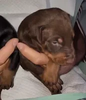 Akira Red M, a male Doberman Pinscher for sale in Maricopa, AZ – 2 of 5