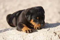 Rott M1, a male Rottweiler for sale in Maricopa, AZ – 4 of 6