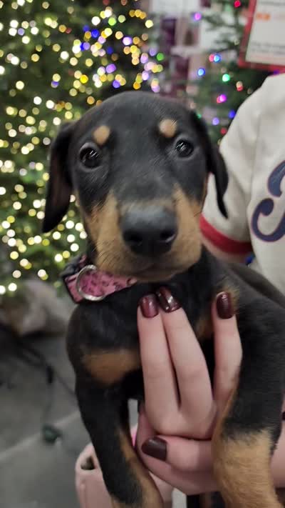 Akira Blk F, a female Doberman Pinscher for sale in Maricopa, AZ – 2 of 10