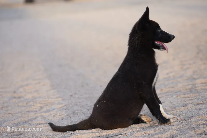McNabsky (Balto) – Siberian Husky, McNab Shepherd puppy for sale in Maricopa, AZ