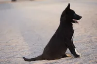 McNabsky (Balto), a male Siberian Husky and McNab Shepherd for sale in Maricopa, AZ – 1 of 10