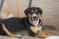Bandogge (Bart), a male American Mastiff for sale in Maricopa, AZ – 8 of 10