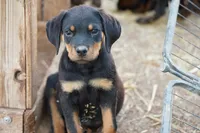 Vermithor, a male Rottweiler for sale in Maricopa, AZ – 3 of 8
