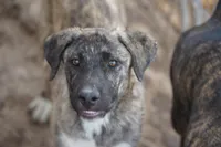 Bansky (SliverBrindle), a male Siberian Husky and American Mastiff for sale in Maricopa, AZ – 3 of 10
