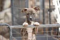 Midnight Brindle M, a male American Mastiff for sale in Maricopa, AZ – 9 of 10