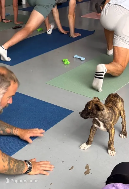 Midnight Brindle M – American Mastiff puppy for sale in Maricopa, AZ