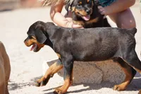 Vermithor, a male Rottweiler for sale in Maricopa, AZ – 6 of 8