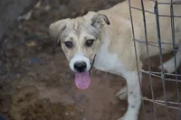 Bansky (B2), a female Siberian Husky and American Mastiff for sale in Maricopa, AZ – 3 of 10