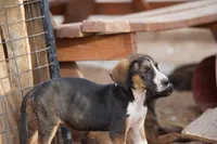 Doberdane Tri-color F, a female Doberman Pinscher and Great Dane for sale in Maricopa, AZ – 7 of 10