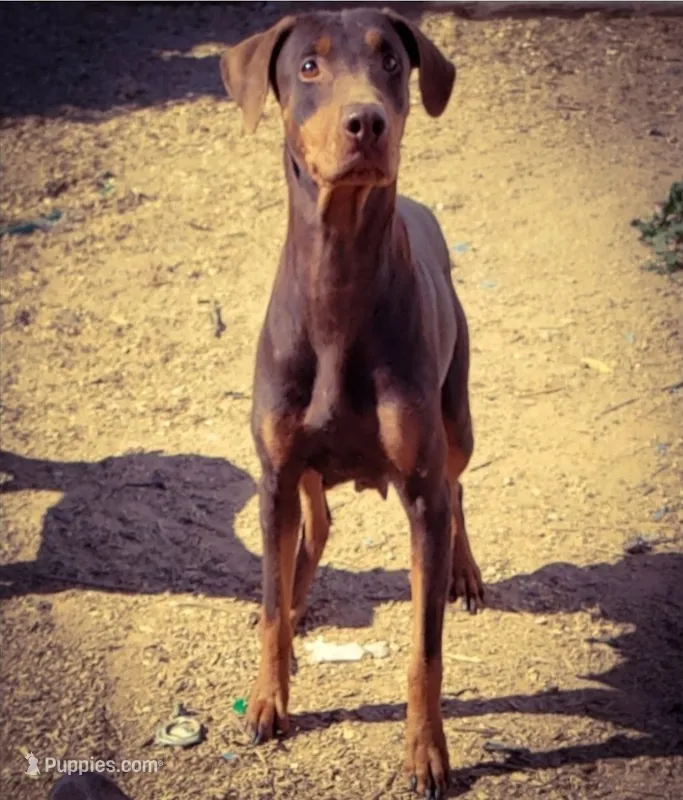 Diabla F1, a female Doberman Pinscher for sale in Maricopa, AZ – 1 of 4