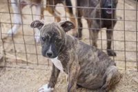 Midnight Brindle M, a male American Mastiff for sale in Maricopa, AZ – 7 of 10