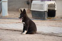 McNabsky (Balto), a male Siberian Husky and McNab Shepherd for sale in Maricopa, AZ – 7 of 10