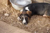Doberdane Tri-color F, a female Doberman Pinscher and Great Dane for sale in Maricopa, AZ – 9 of 10