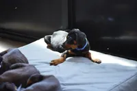 Romeo, a male Rottweiler for sale in Maricopa, AZ – 4 of 10