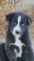 McNabsky F blu eye, a female Siberian Husky and McNab Shepherd for sale in Maricopa, AZ – 1 of 6