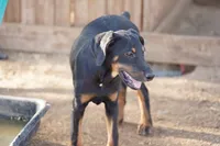 Milhouse, a male Doberman Pinscher for sale in Maricopa, AZ – 4 of 10