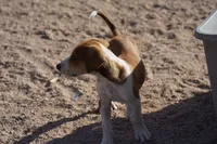 Doberdane Tan/Wht M, a male Doberman Pinscher and Great Dane for sale in Maricopa, AZ – 10 of 10