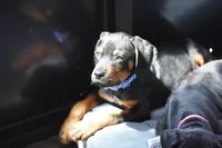 Romeo, a male Rottweiler for sale in Maricopa, AZ – 6 of 10
