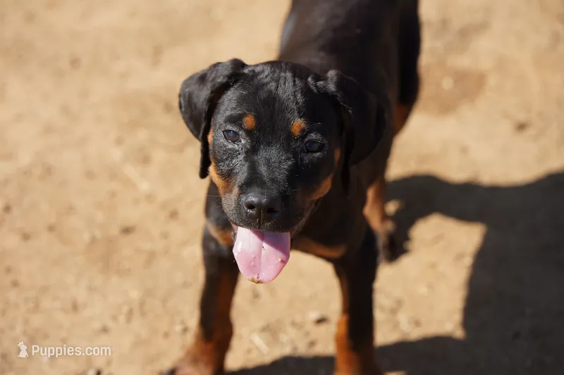 Rott (Amiri) – Rottweiler puppy for sale in Maricopa, AZ
