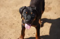 Rott (Amiri), a female Rottweiler for sale in Maricopa, AZ – 1 of 6