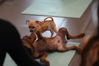 Dobie Red M, a male Doberman Pinscher for sale in Maricopa, AZ – 2 of 9