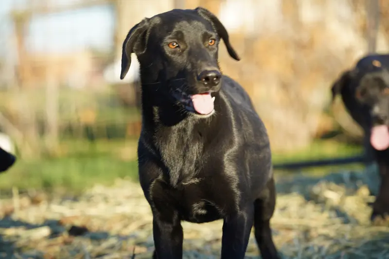 Jet Tiscar Farm Dog – Akita, Dutch Shepherd puppy for sale in Maricopa, AZ