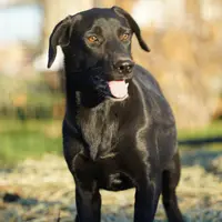 Jet Tiscar Farm Dog, a female Akita and Dutch Shepherd for sale in Maricopa, AZ – Photo 6 of 10