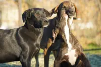 processed/62ef5f7d-774d-459e-8c5f-d063c1a1778f/listing/1e60f103-17ae-493c-8af6-03e8de38d5b7/47fb2859-08f1-4de5-9058-5d770b9e095e